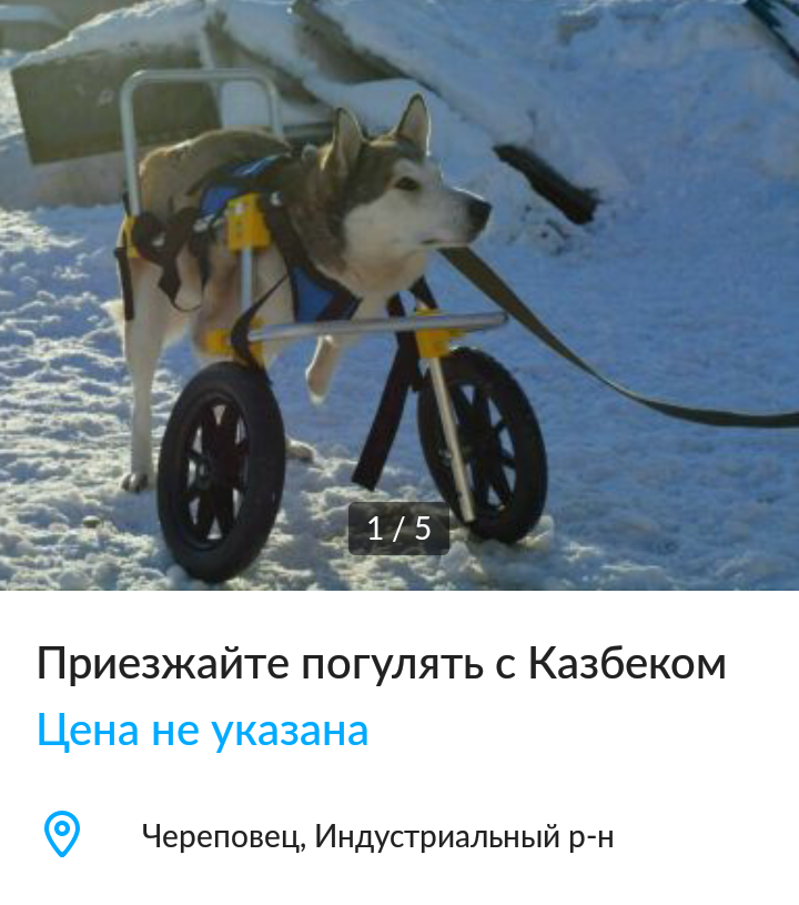 I distribute, in the hope of helping a dog with a difficult fate. - Dog, Cherepovets, Shelter, Disabled person, The strength of the Peekaboo, Longpost, Help, In good hands