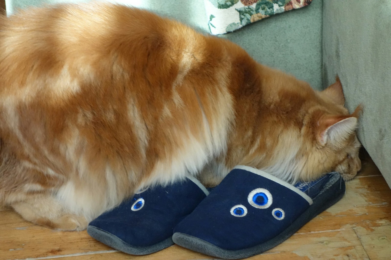 Slippers are here, but where is the owner? - My, cat, Maine Coon