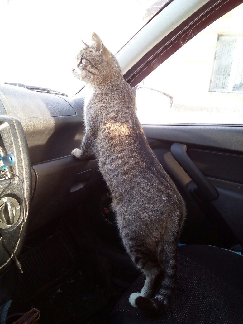 Where are we going? - My, cat, Car, Catomafia, Longpost