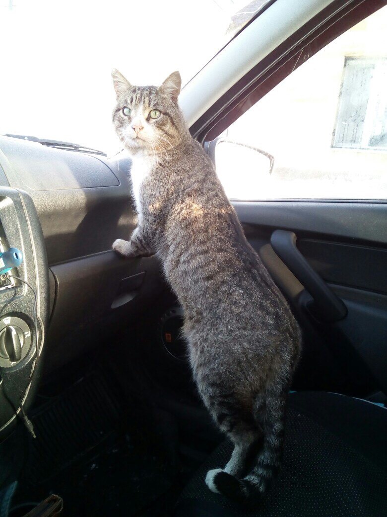 Where are we going? - My, cat, Car, Catomafia, Longpost