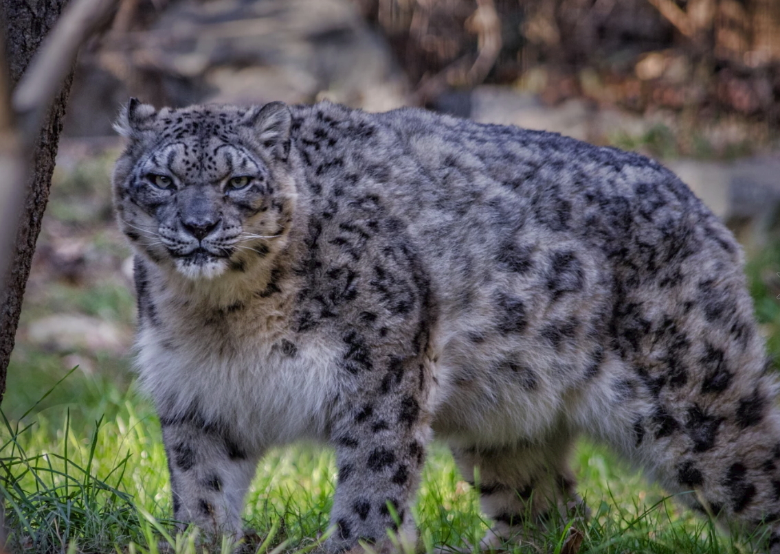 Nasty - Snow Leopard, Muzzle, The photo, Anger