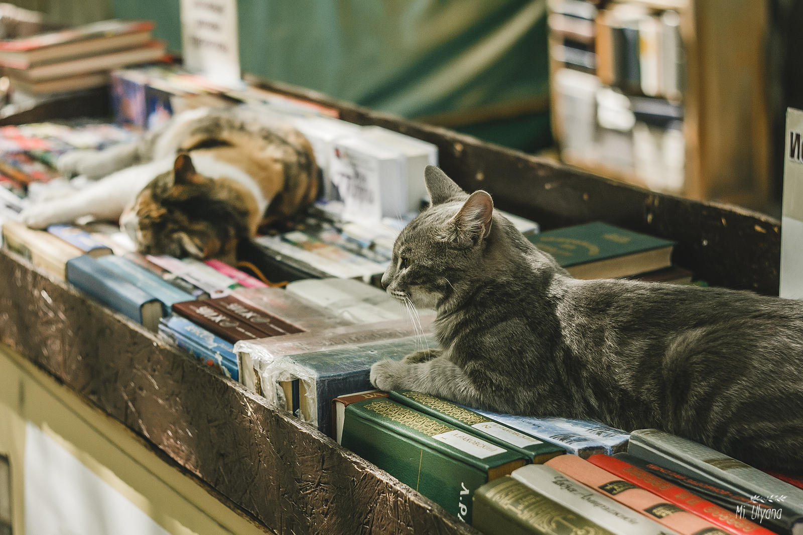 Кото-книжный развал в Ростове-на-Дону =) | Пикабу