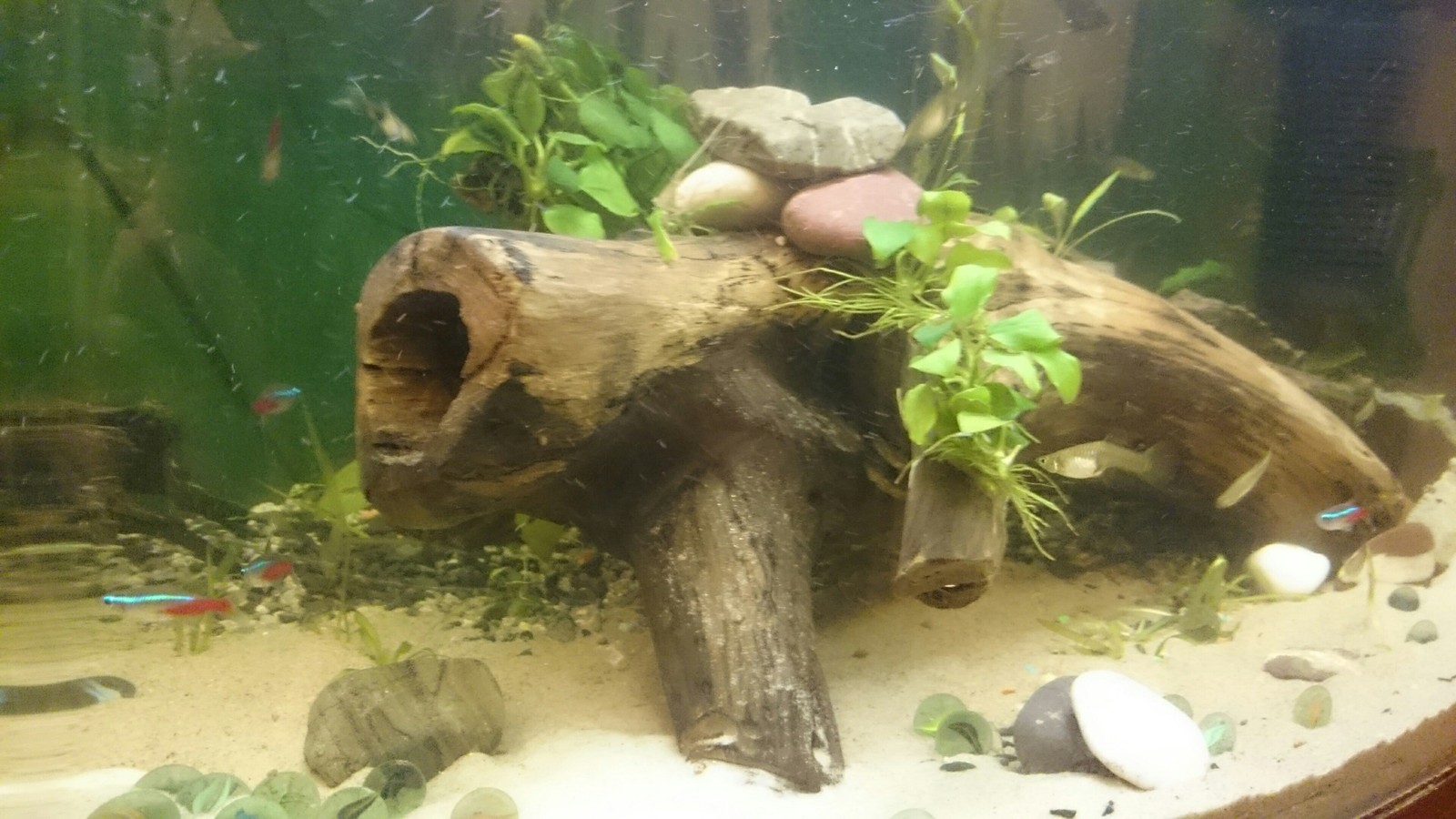 Aquascape - My, Aquarium, Snag, Aquarium fish, Aquascape, Longpost