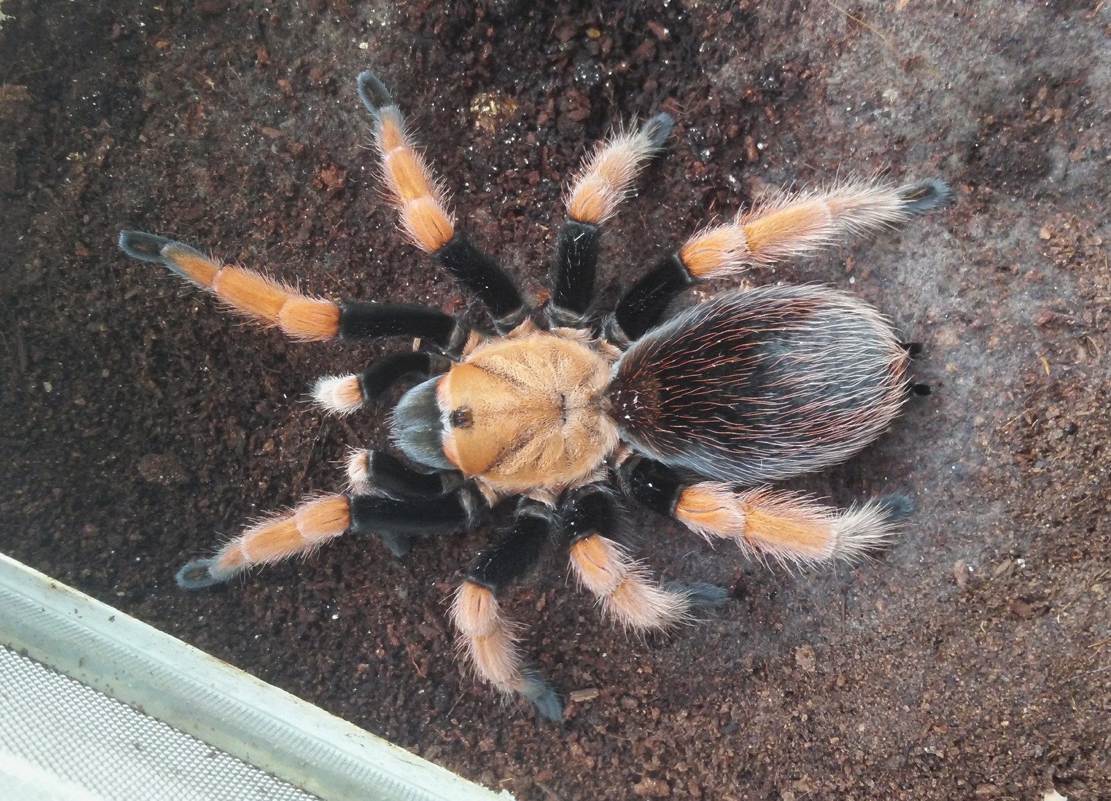 Aphonopelma bicoloratum - Моё, Паук, Пауки-Птицееды, Птицеед, Пауки птицеды, Террариумистика, Террариум, Моё, Начинающий фотограф