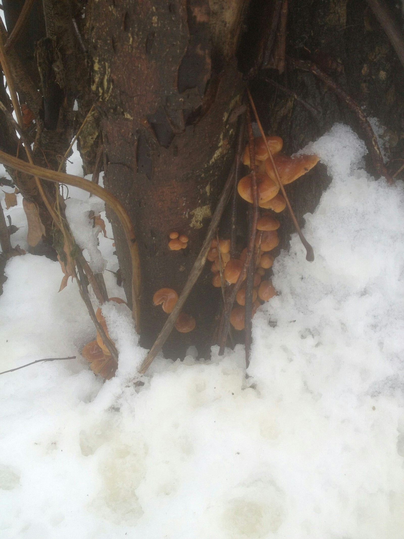 Mushroom time - Wonders of nature, Winter, Amazing, Natural phenomena