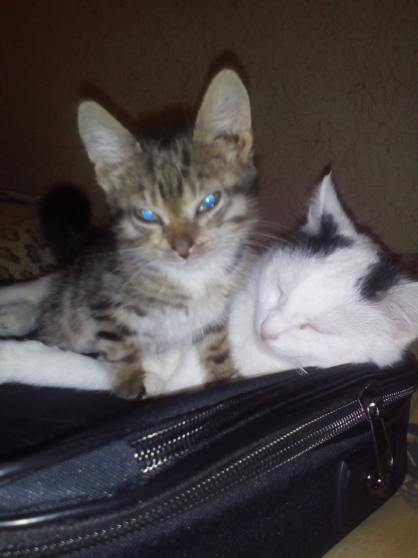 Kittens are looking for good owners. - My, cat, The hosts, In good hands, Penza, New owners, Longpost