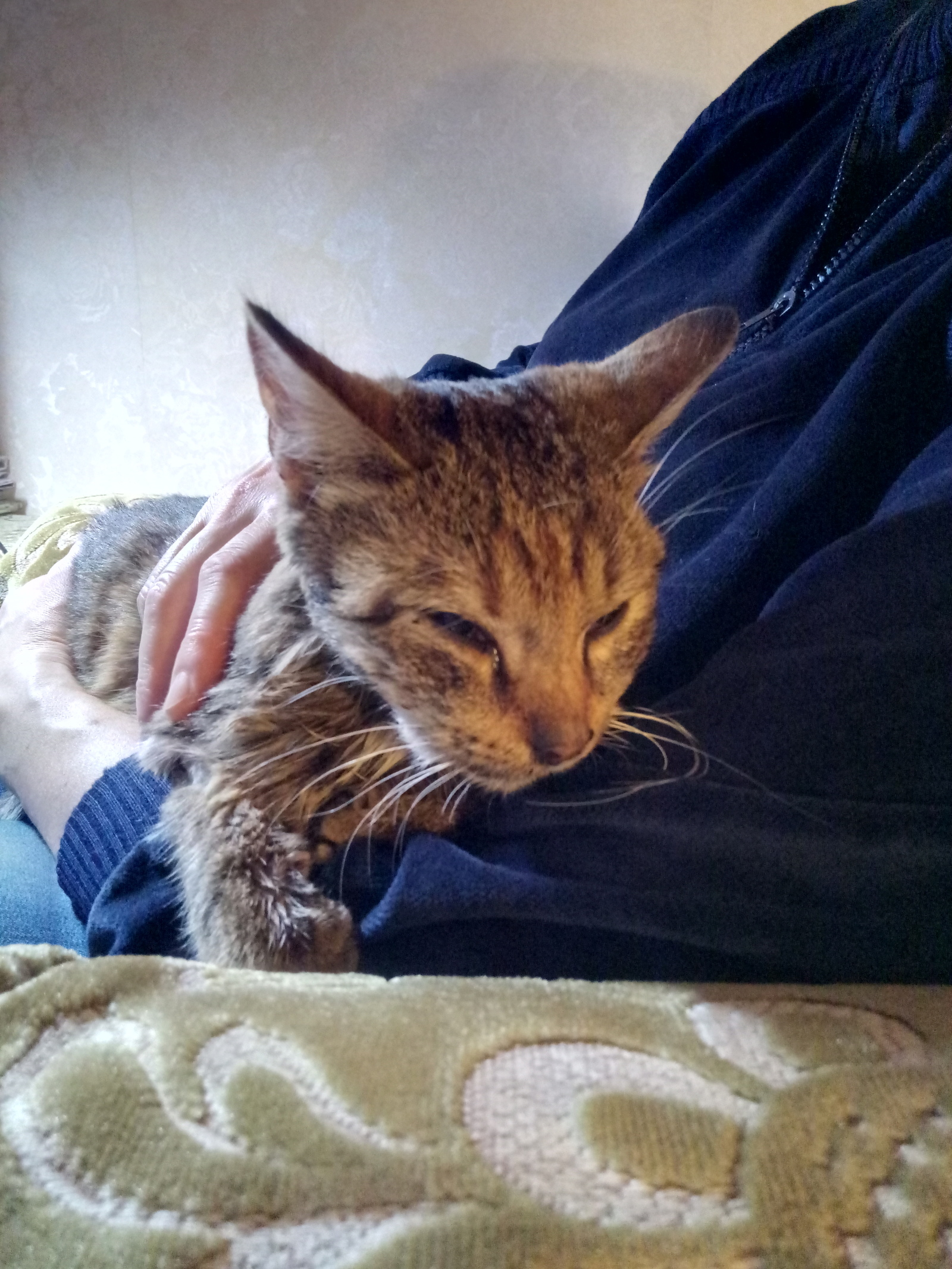 The story of saving one cat. - My, cat, Longpost, Operation, Veterinary, Gomel, Foundling