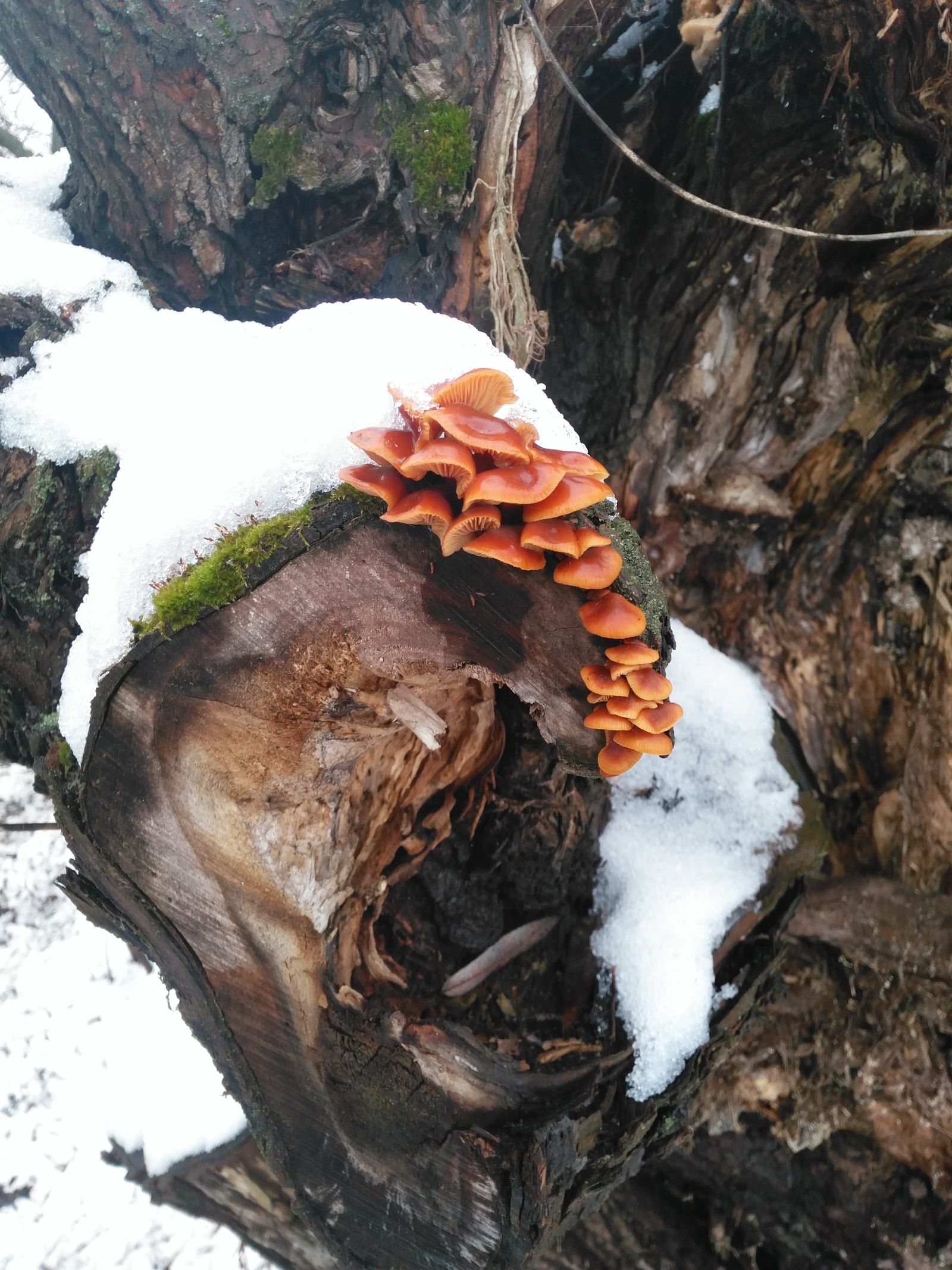 December 20. Mushrooms. - My, Winter, Mushrooms