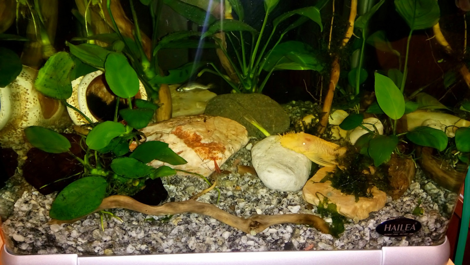 aquarium business - My, Aquarium Aquarium, Aquarium plants, Snail, Enthusiasm, Longpost