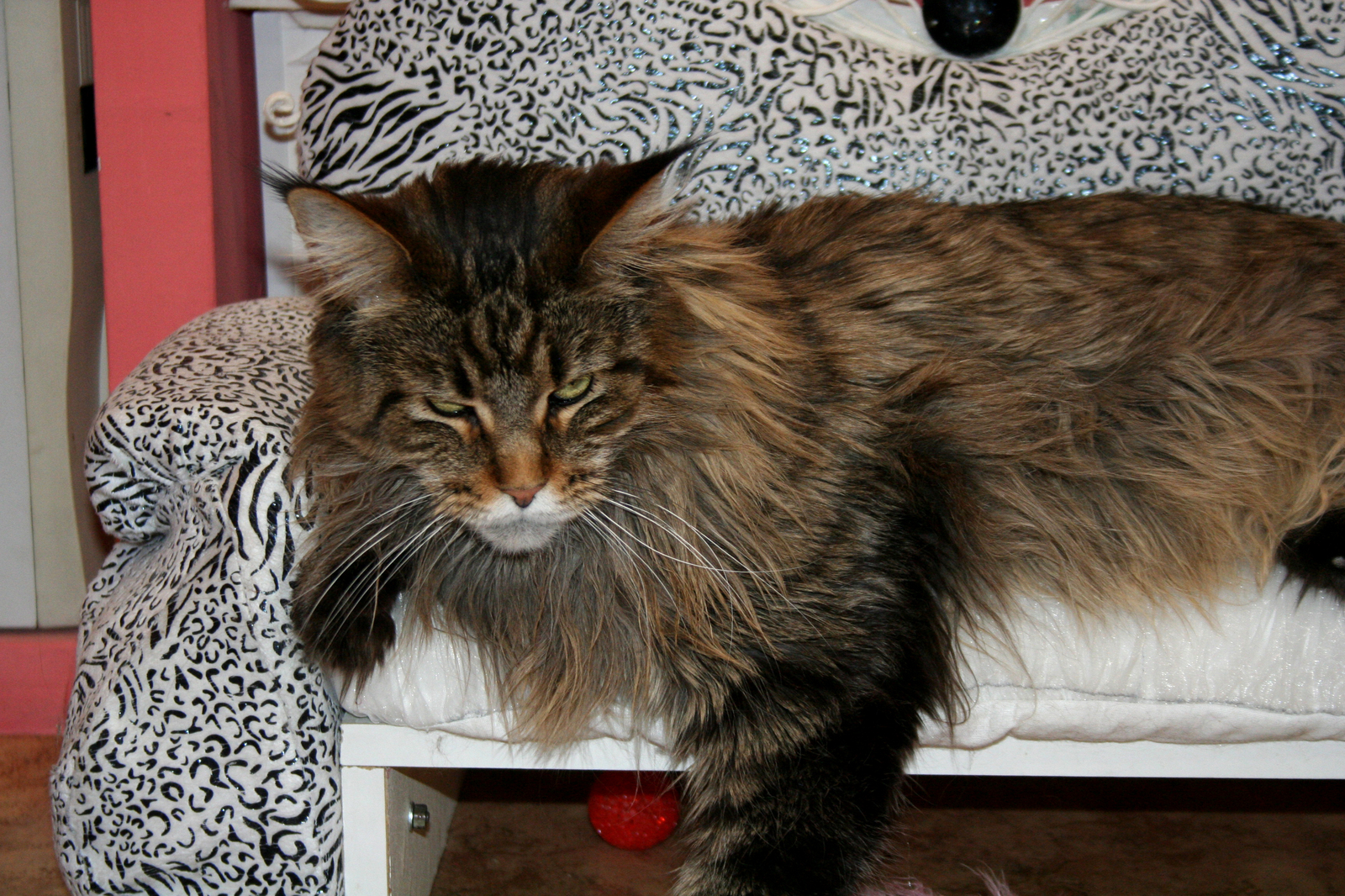 Sofa for Yusi. - My, , cat, Maine Coon, Catomafia, Lounger, My, Sofa, Longpost