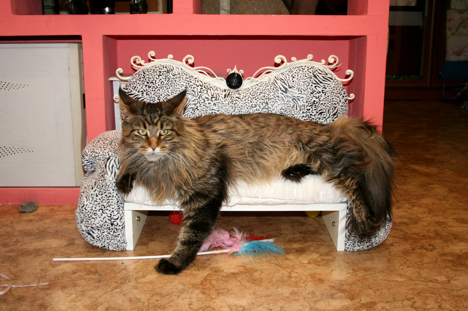 Sofa for Yusi. - My, , cat, Maine Coon, Catomafia, Lounger, My, Sofa, Longpost