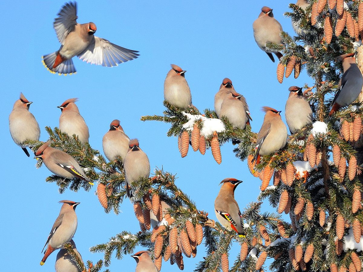 The waxwings have arrived - The photo, Birds, Winter