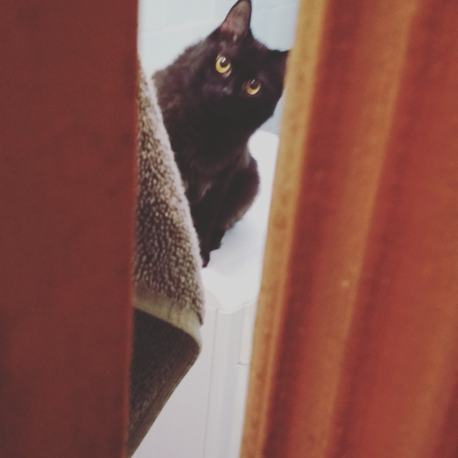 Кот следит за тобой | Пикабу