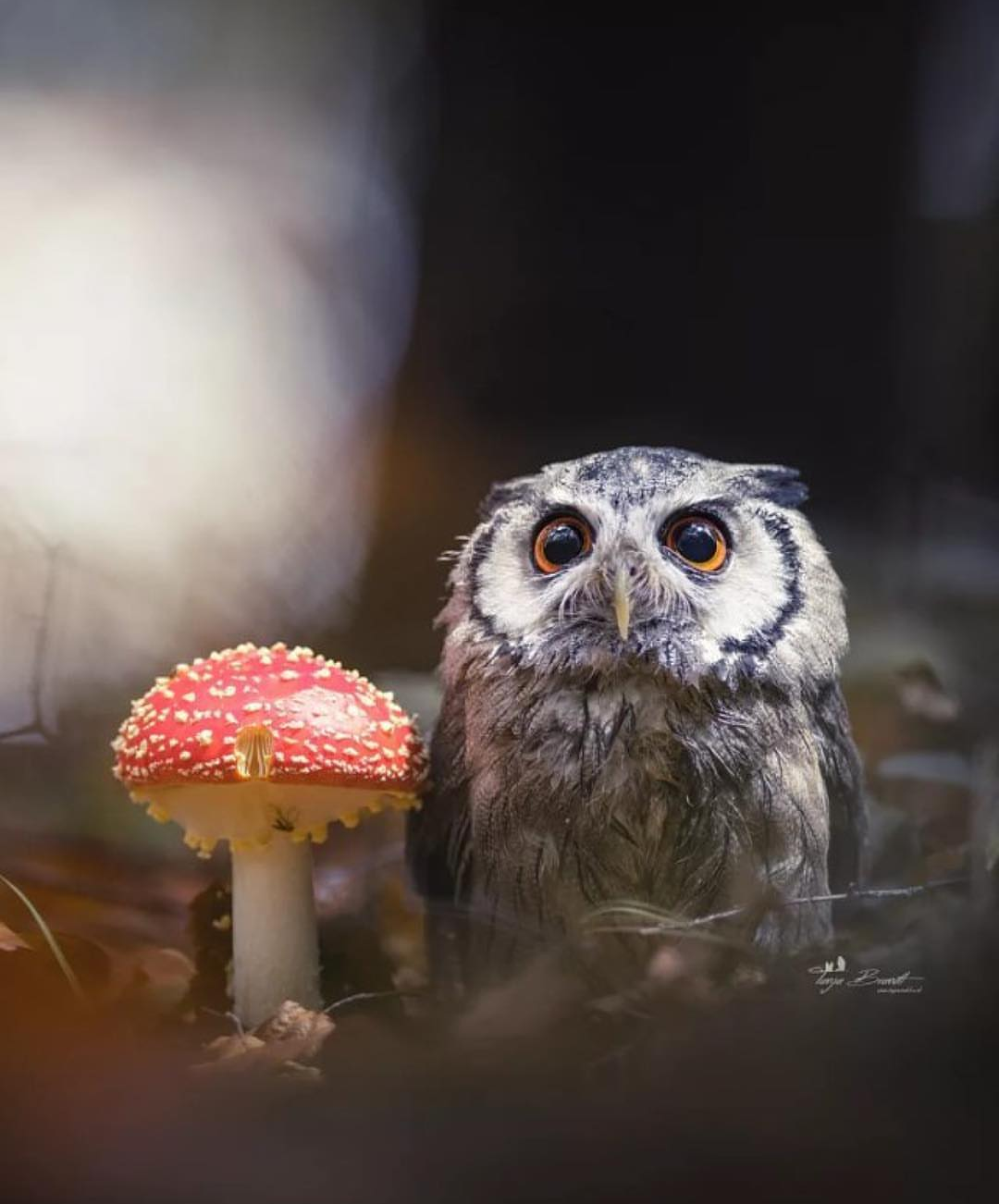 Owlet and fly agaric - Owl, Fly agaric