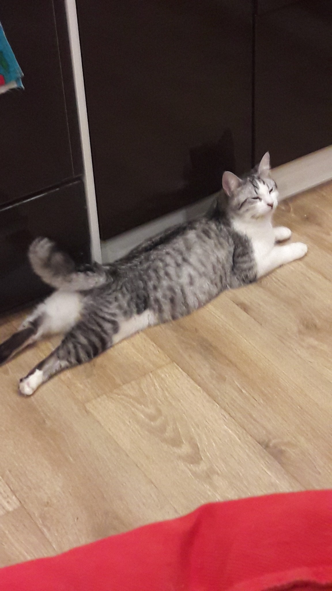 My cat loves to lie down like this. - cat, 