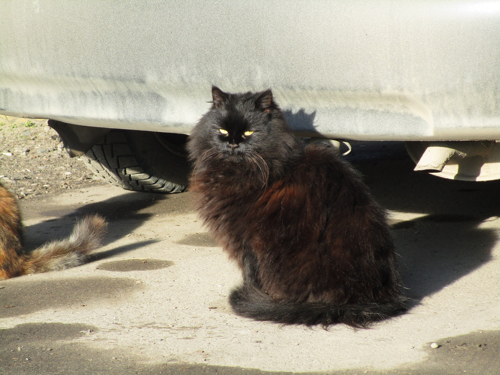 Cat hippo - My, cat, The photo, Longpost