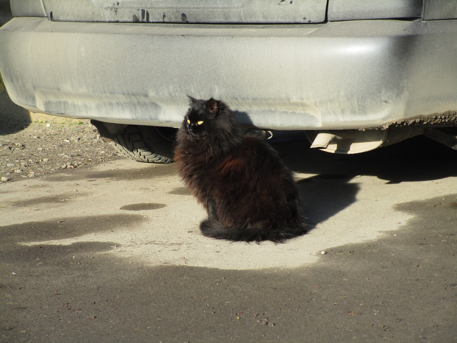 Cat hippo - My, cat, The photo, Longpost