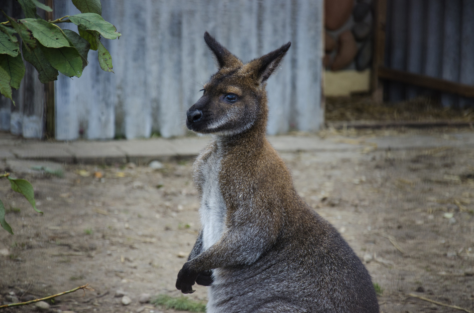 Belarusian Zoo in the autumn ... it's tough - My, Republic of Belarus, Zoo, , Animals, Longpost