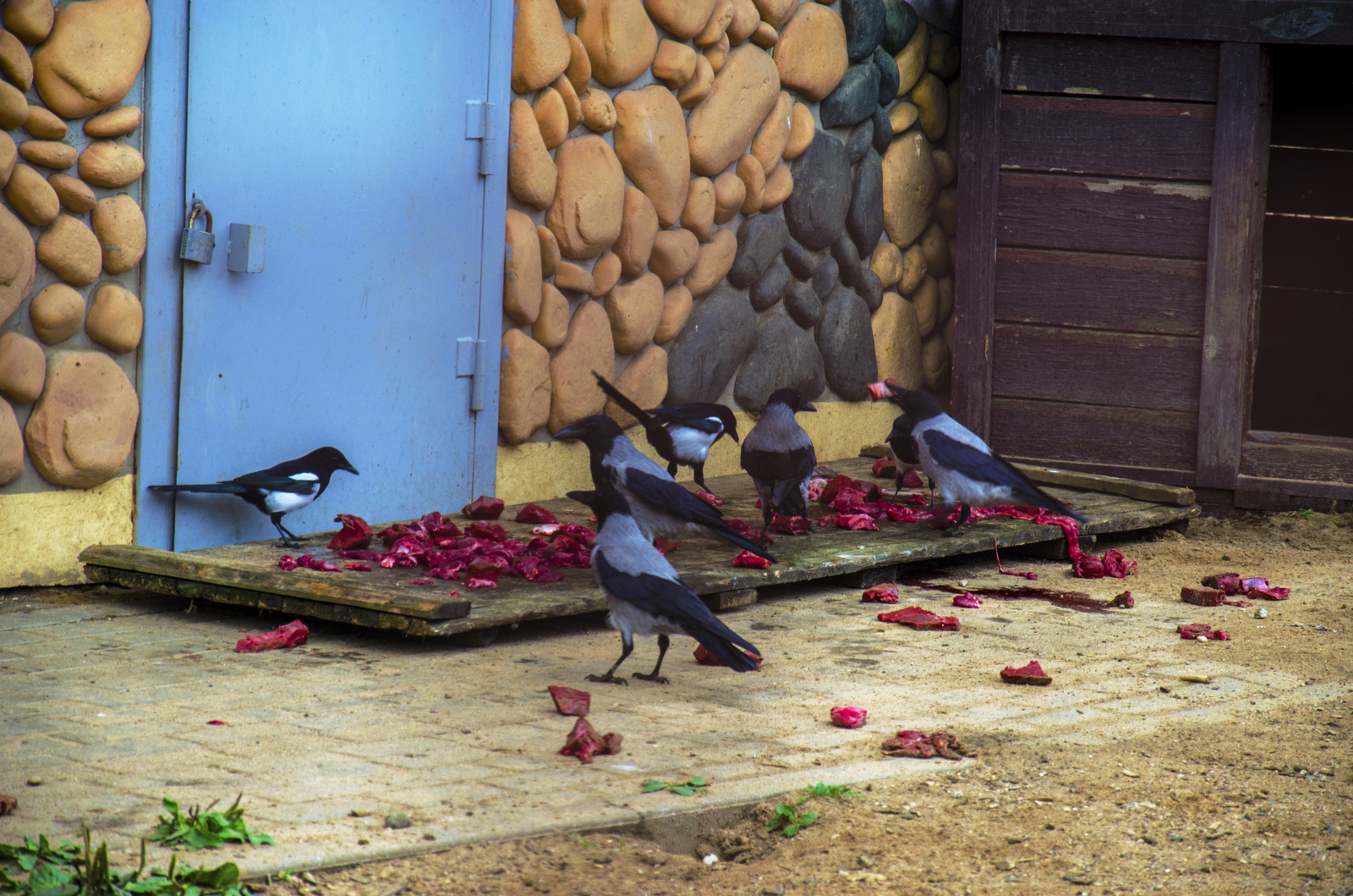 Belarusian Zoo in the autumn ... it's tough - My, Republic of Belarus, Zoo, , Animals, Longpost