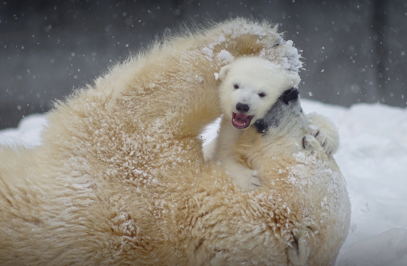 Mom's joy =) - Bear, Polar bear, Snow, Longpost, The Bears