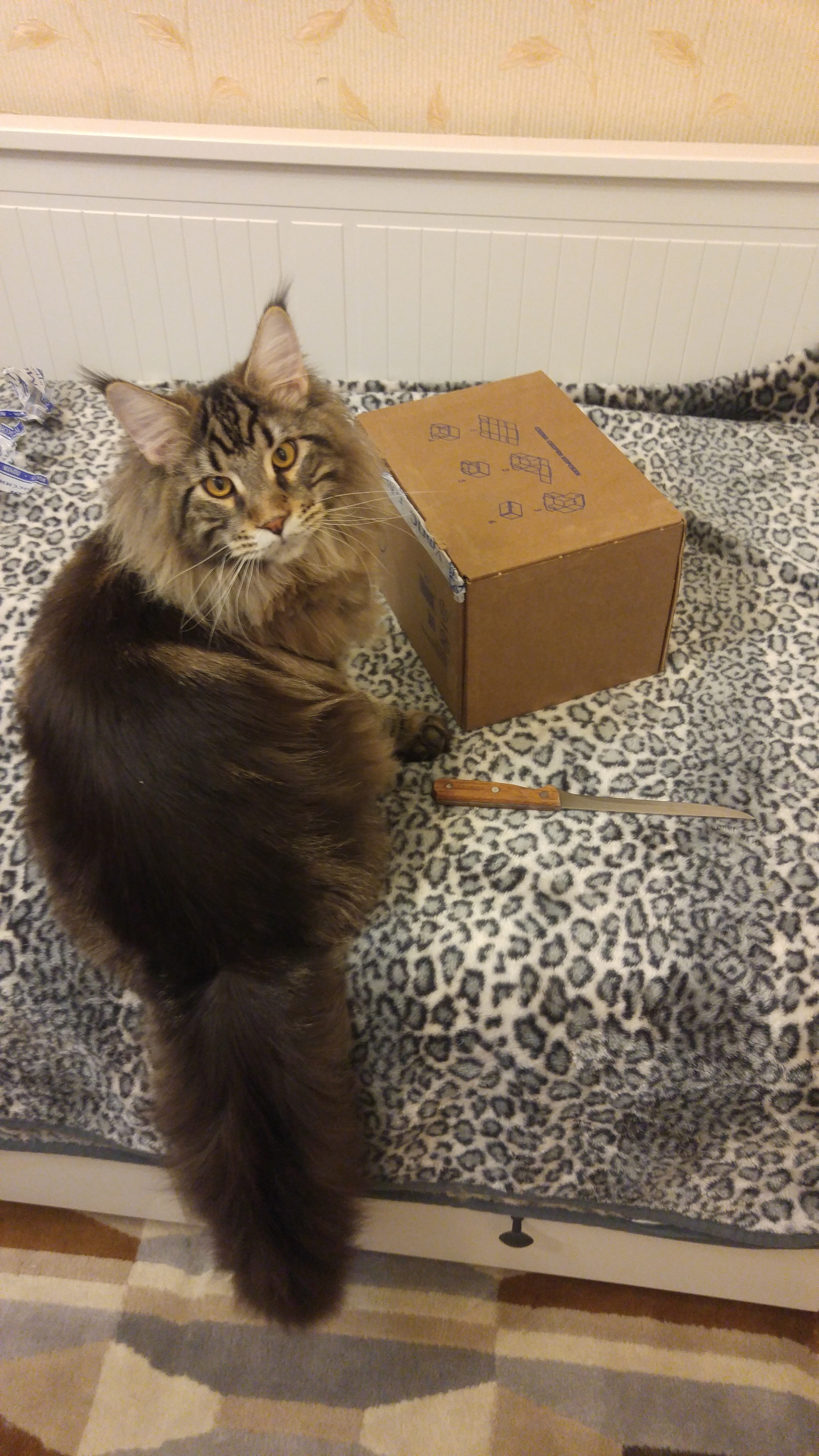 Secret Santa. - My, Gift exchange, Secret Santa, Longpost, cat