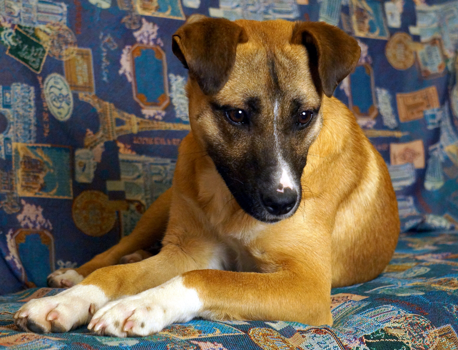 Ginger - My, Found a dog, Irkutsk, Way home, , Wetness, Longpost, Dog, In good hands