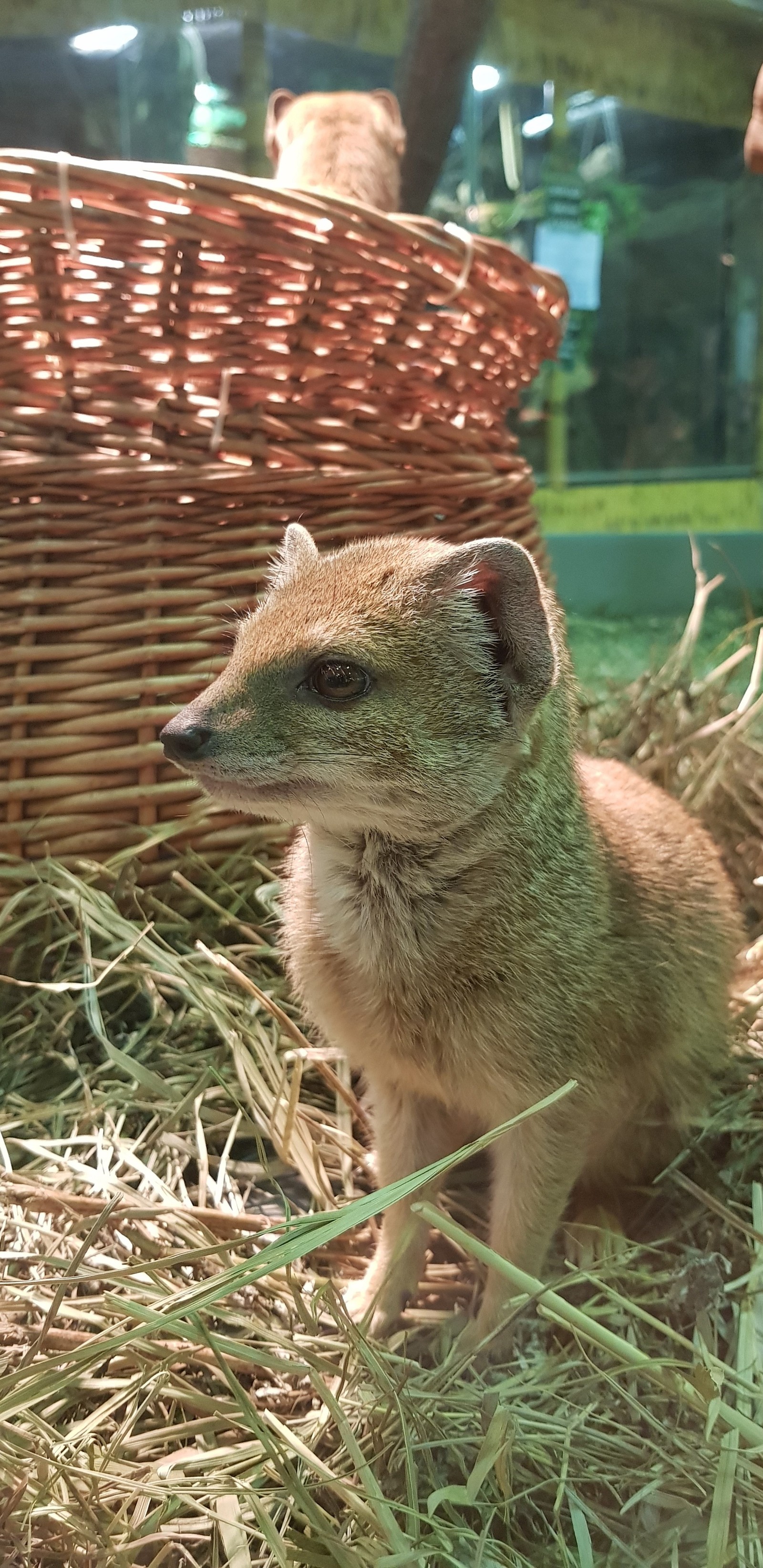 Sweet animal. - My, mini zoo, Samsung Galaxy S8, The photo, Longpost