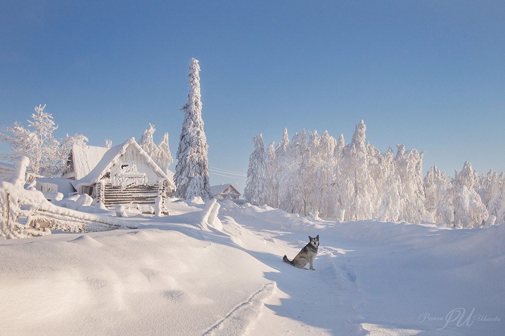 True friend - Cool Dog, Winter, Snow, The photo, Dog