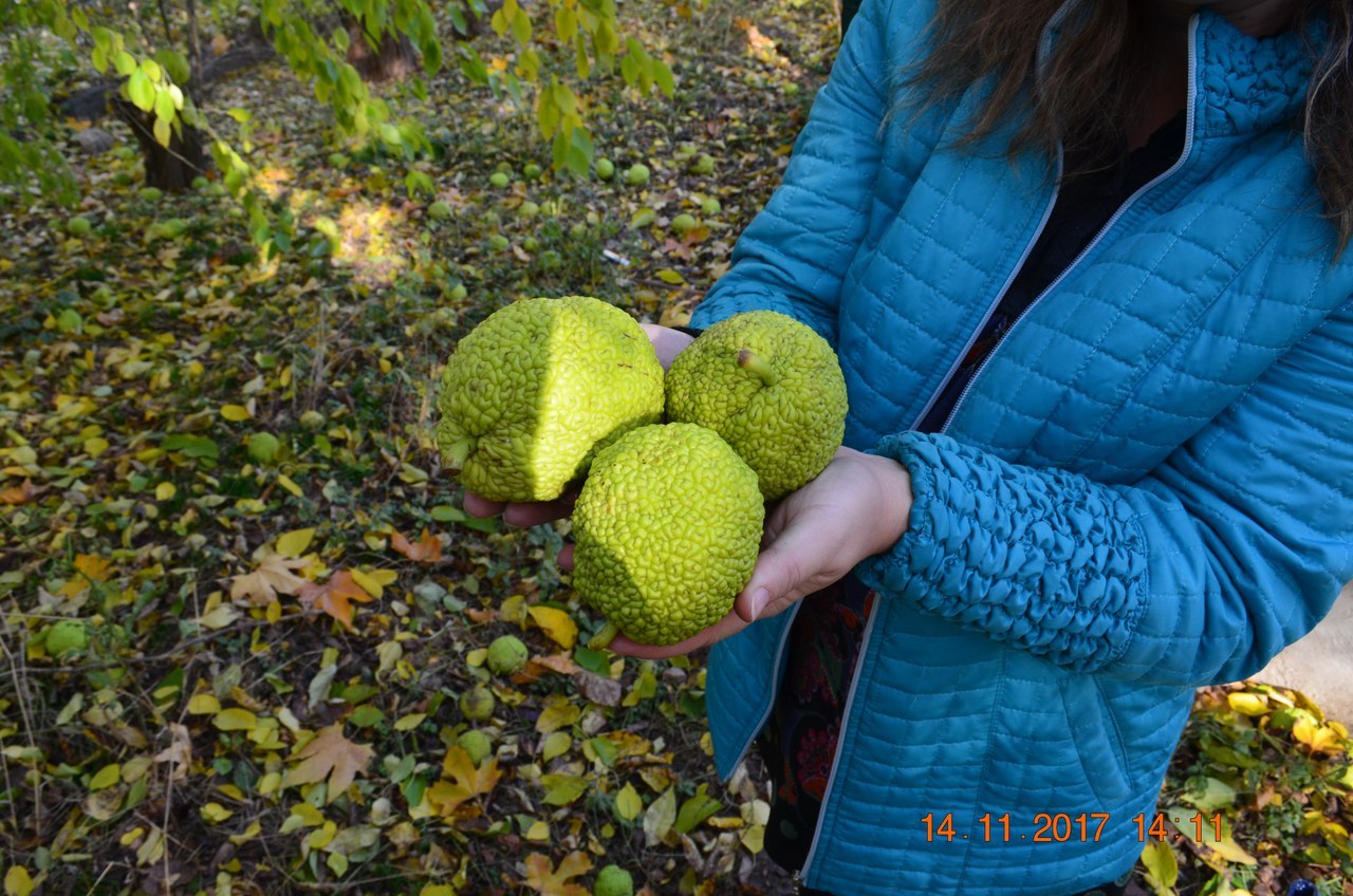 Адамово яблоко (маклюра). Полезный плод, растущий в Крыму. | Пикабу