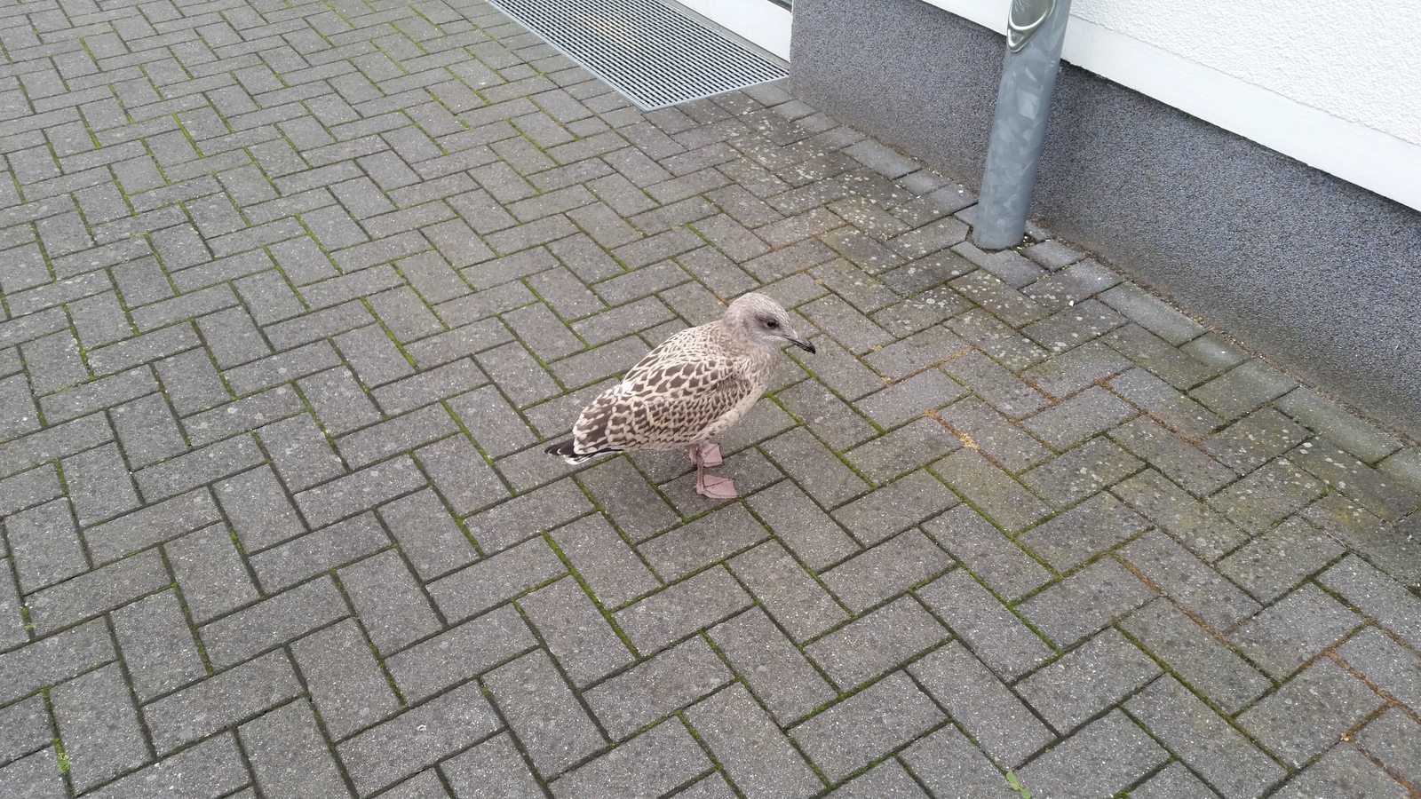 How we saved the seagull's child - My, Seagulls, Birds, Germany, Vacation, Baltika, Chick, Longpost