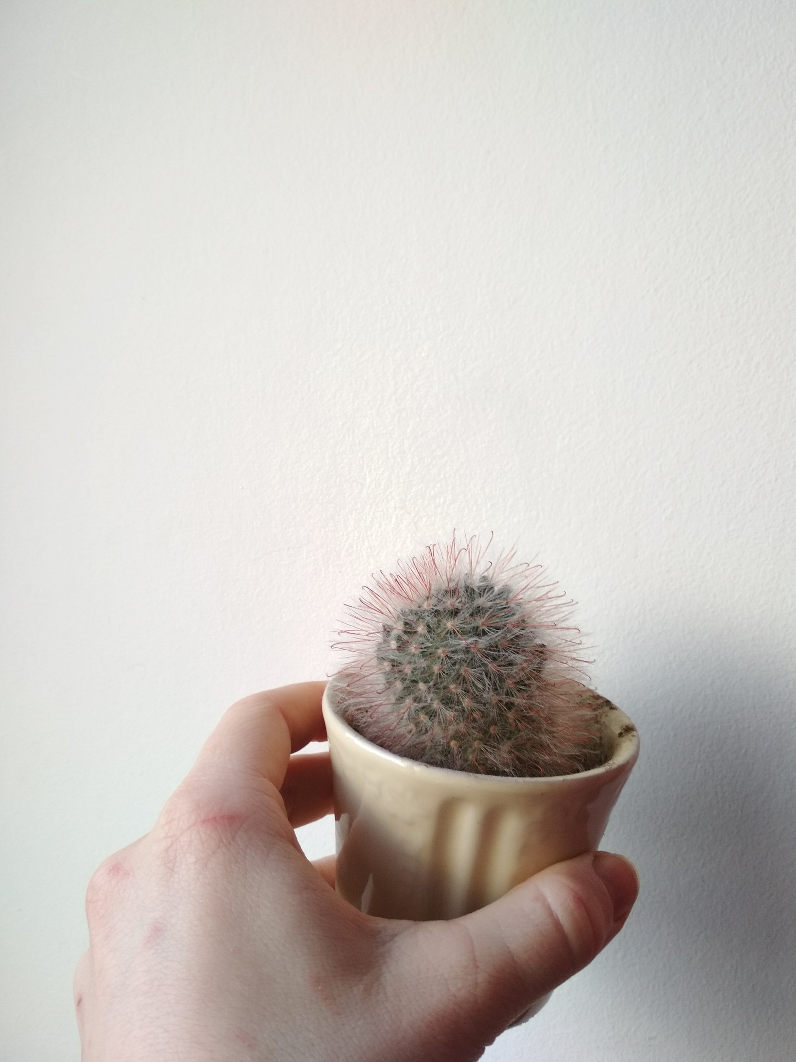 Zoo - My, Cactus, With your own hands, Minsk, Succulents, Tag, In good hands, Longpost