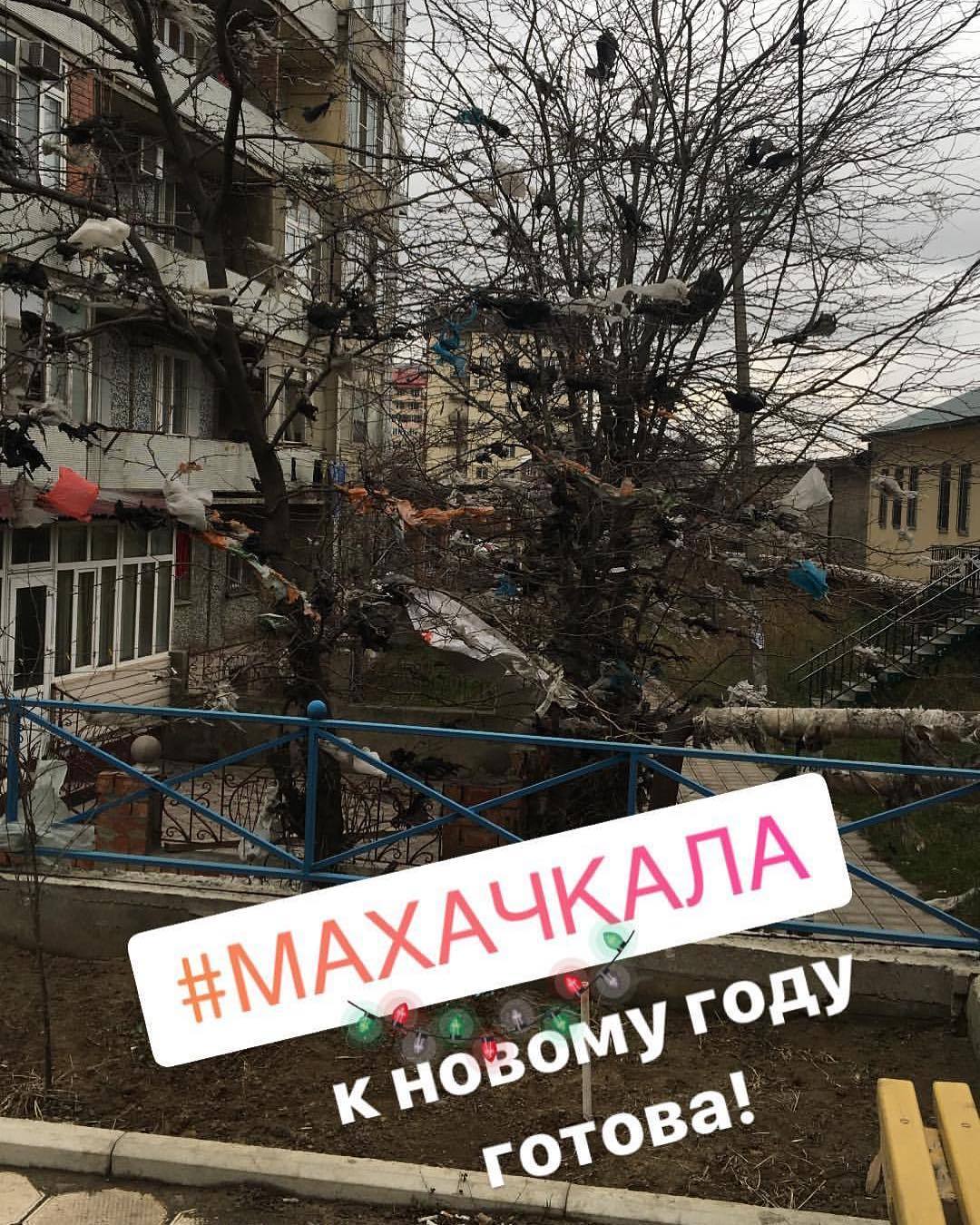 New Year tree in Makhachkala - Humor, New Year, Garbage, Christmas trees