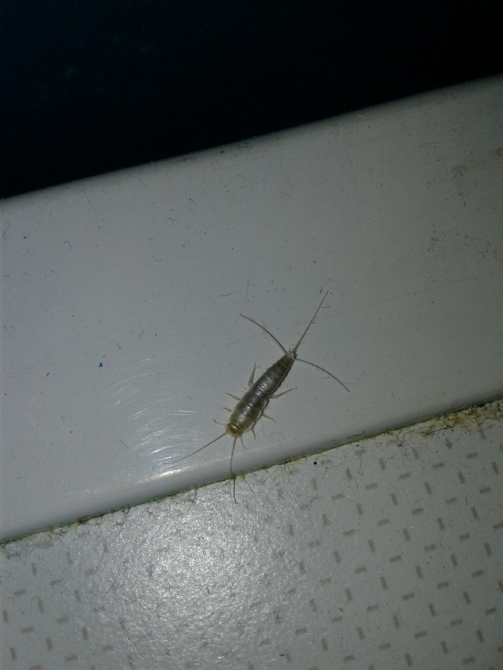 silverfish - My, Scaly, House insect, Insects, Ancient, Creatures