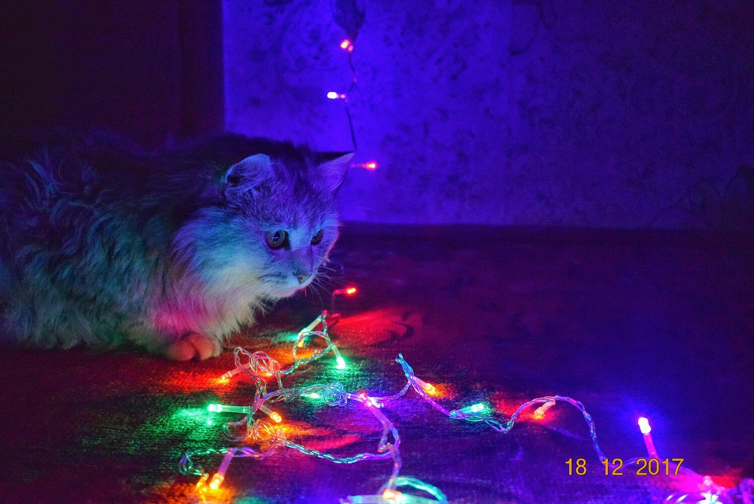 Spellbound - My, Tag, New Year, cat