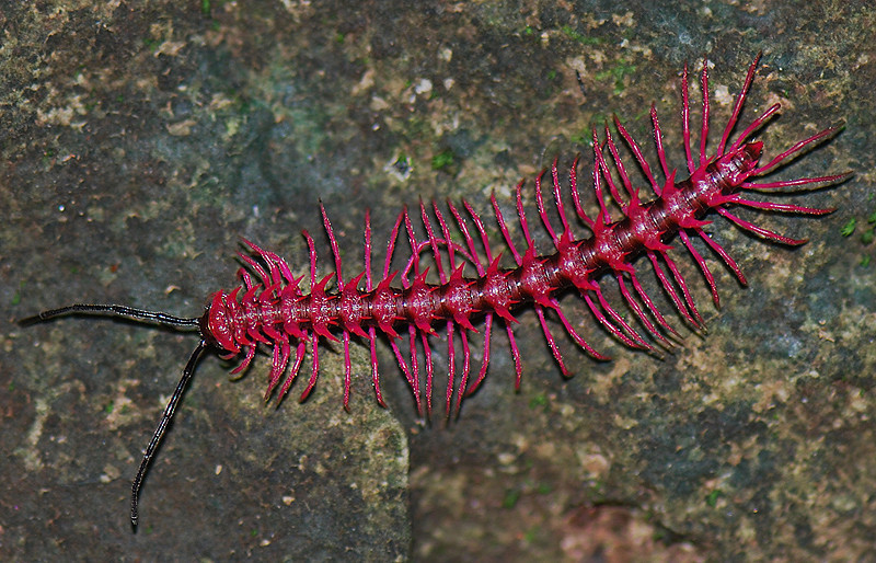 Bro and no bro #2. - My, Centipede, Millipodaphobia, Onychophora, Longpost