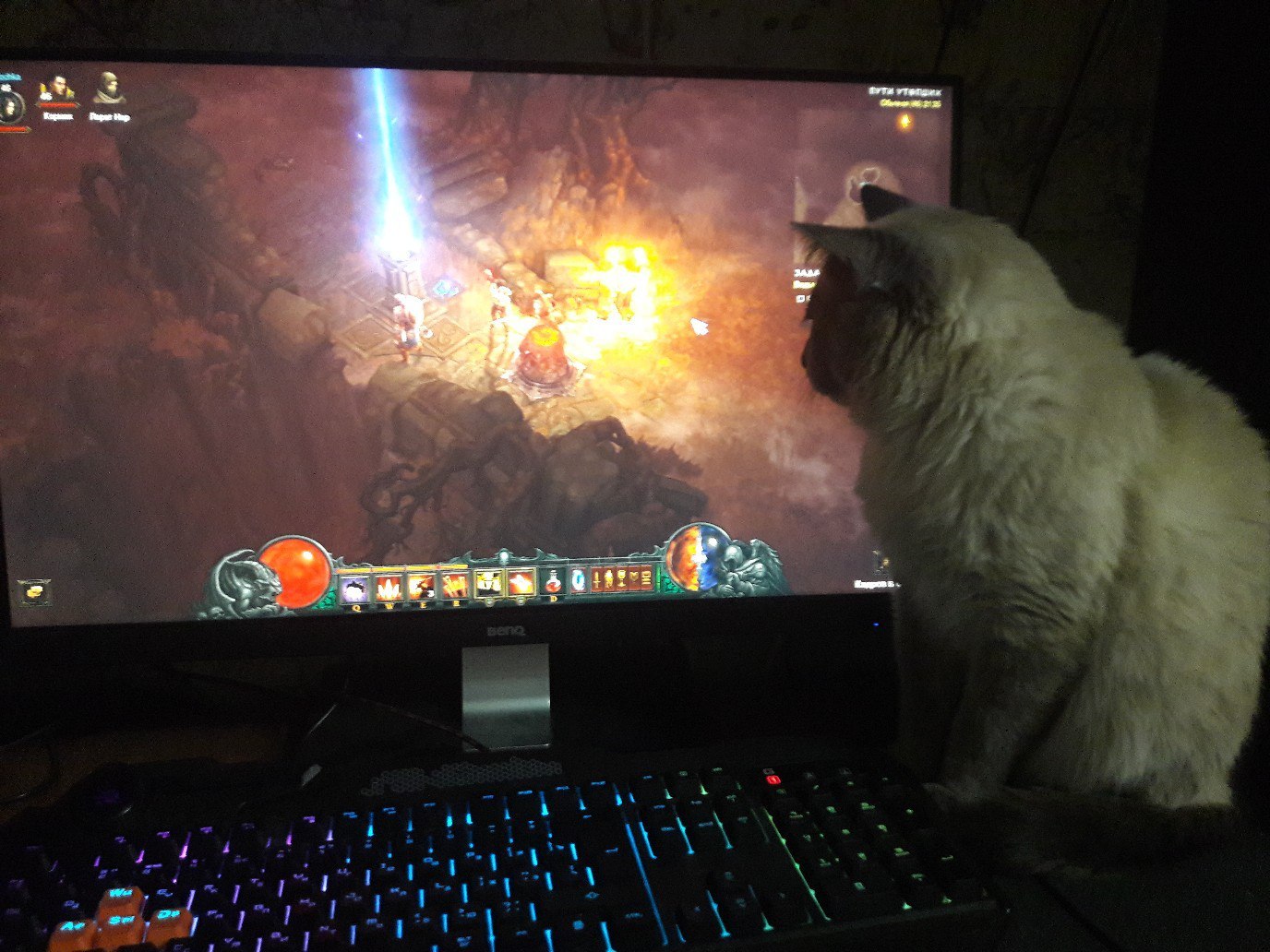 Kitty interferes - My, cat, Games