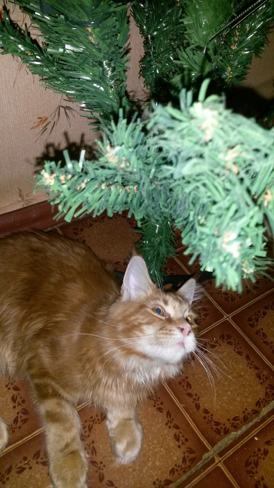 cat against tree - My, cat, Maine Coon, , Christmas tree, Christmas trees, Longpost