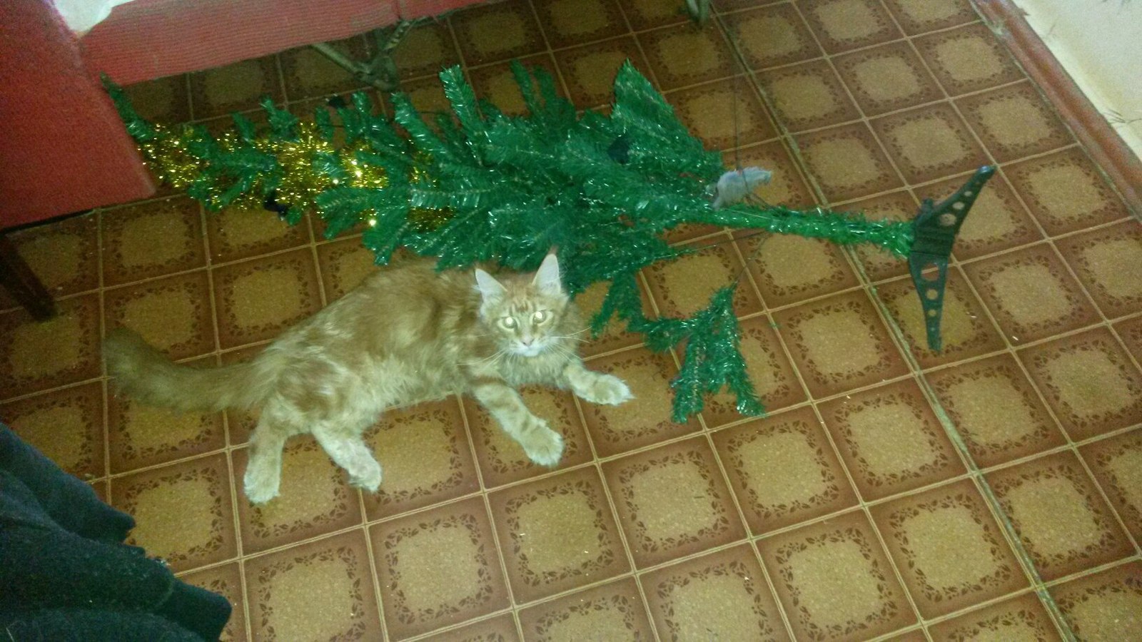 cat against tree - My, cat, Maine Coon, , Christmas tree, Christmas trees, Longpost