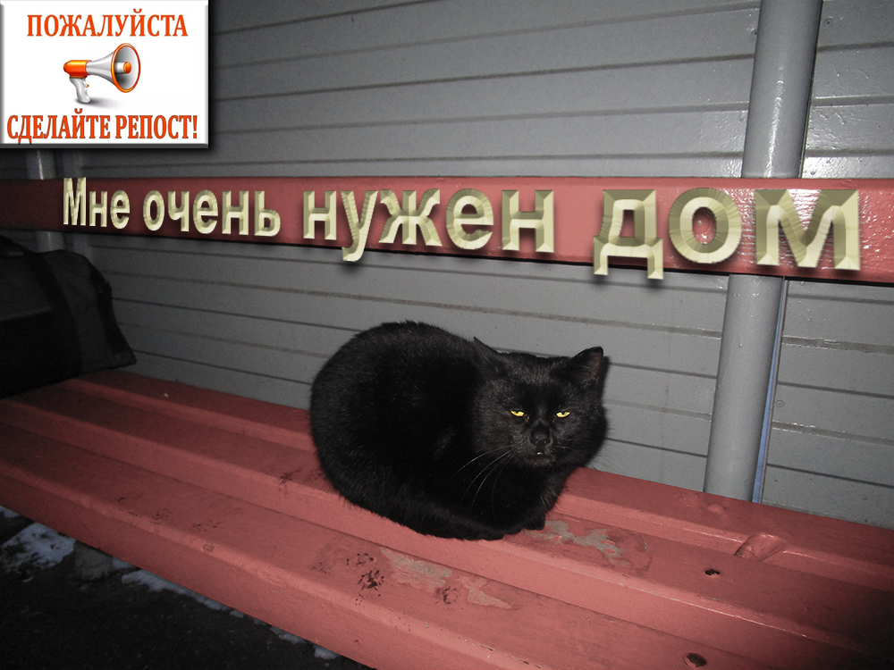 THE CAT FREEZES AT THE STOP! - My, cat, In good hands, Minsk, Longpost