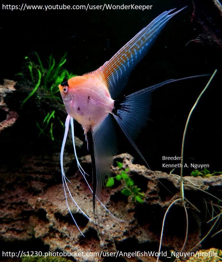 Angelfish by Kenneth Nguyen - Aquarium fish, Angelfish, Longpost