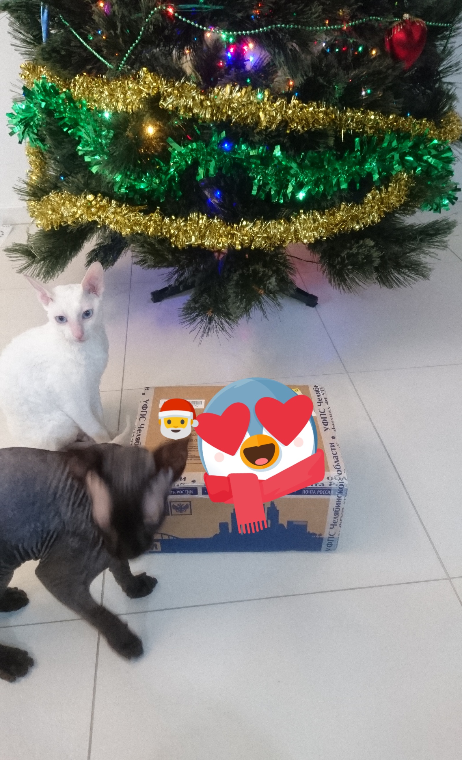 Magnitogorsk ---> Berlin - Gift exchange, New Year, Secret Santa, Father Frost, Longpost, cat, Mainstream