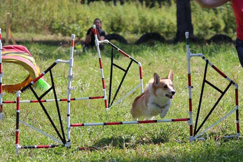 Corgi on Fridays, New Year's part - My, Dog, Welsh corgi pembroke, Corgi, Longpost