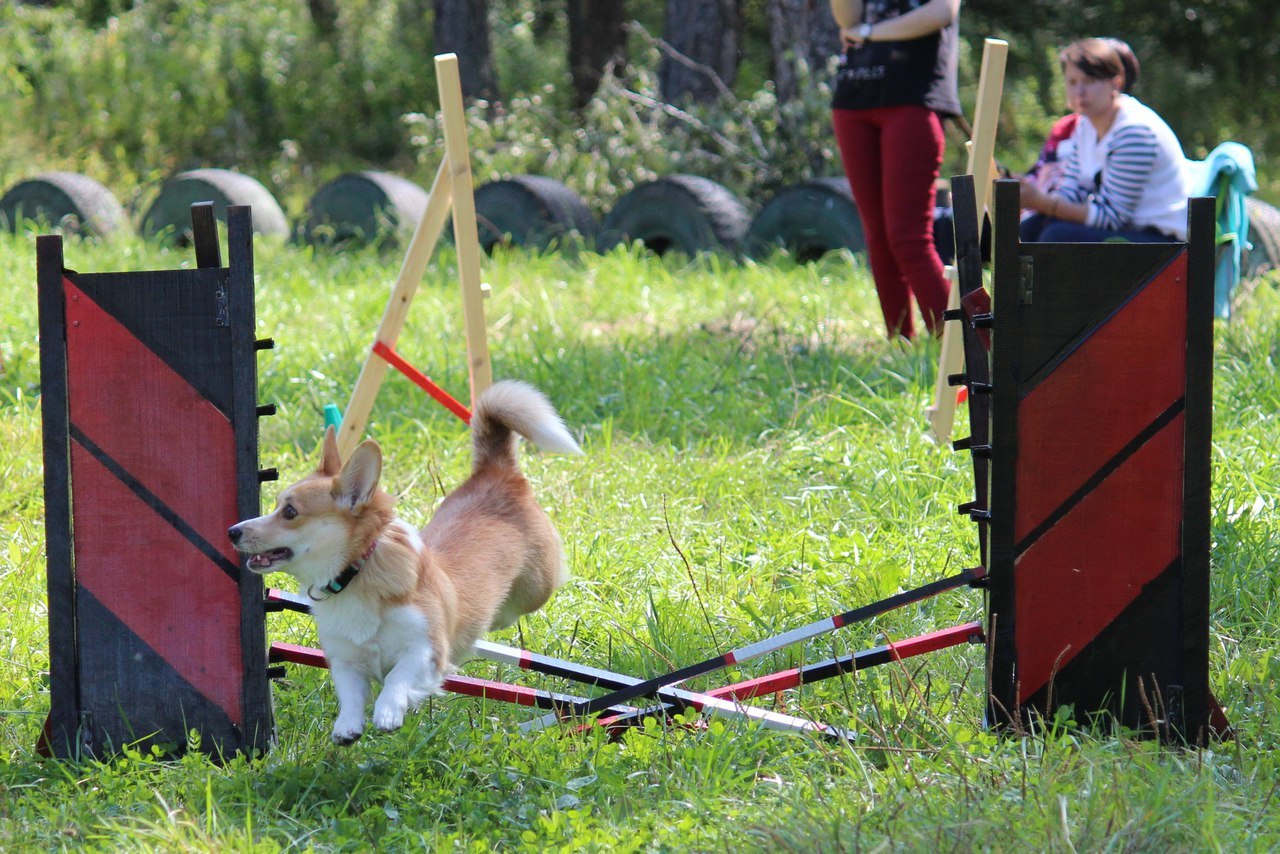 Corgi on Fridays, New Year's part - My, Dog, Welsh corgi pembroke, Corgi, Longpost