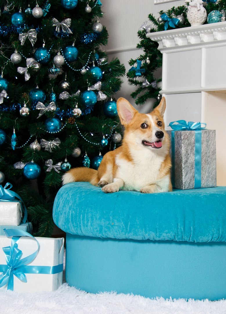 Corgi on Fridays, New Year's part - My, Dog, Welsh corgi pembroke, Corgi, Longpost