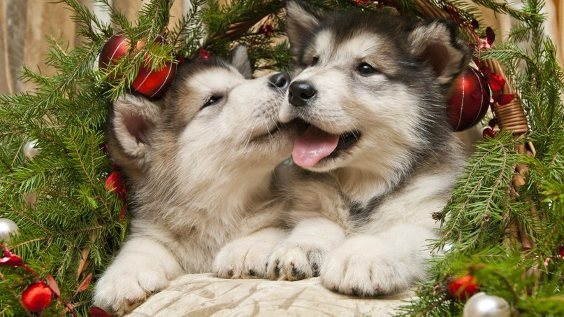New Year's dogs in your feed - Puppies, New Year, Teaser, Good mood, Longpost