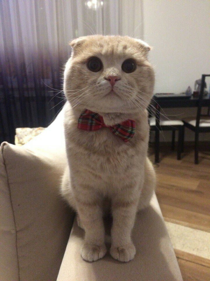 Котейка | Пикабу