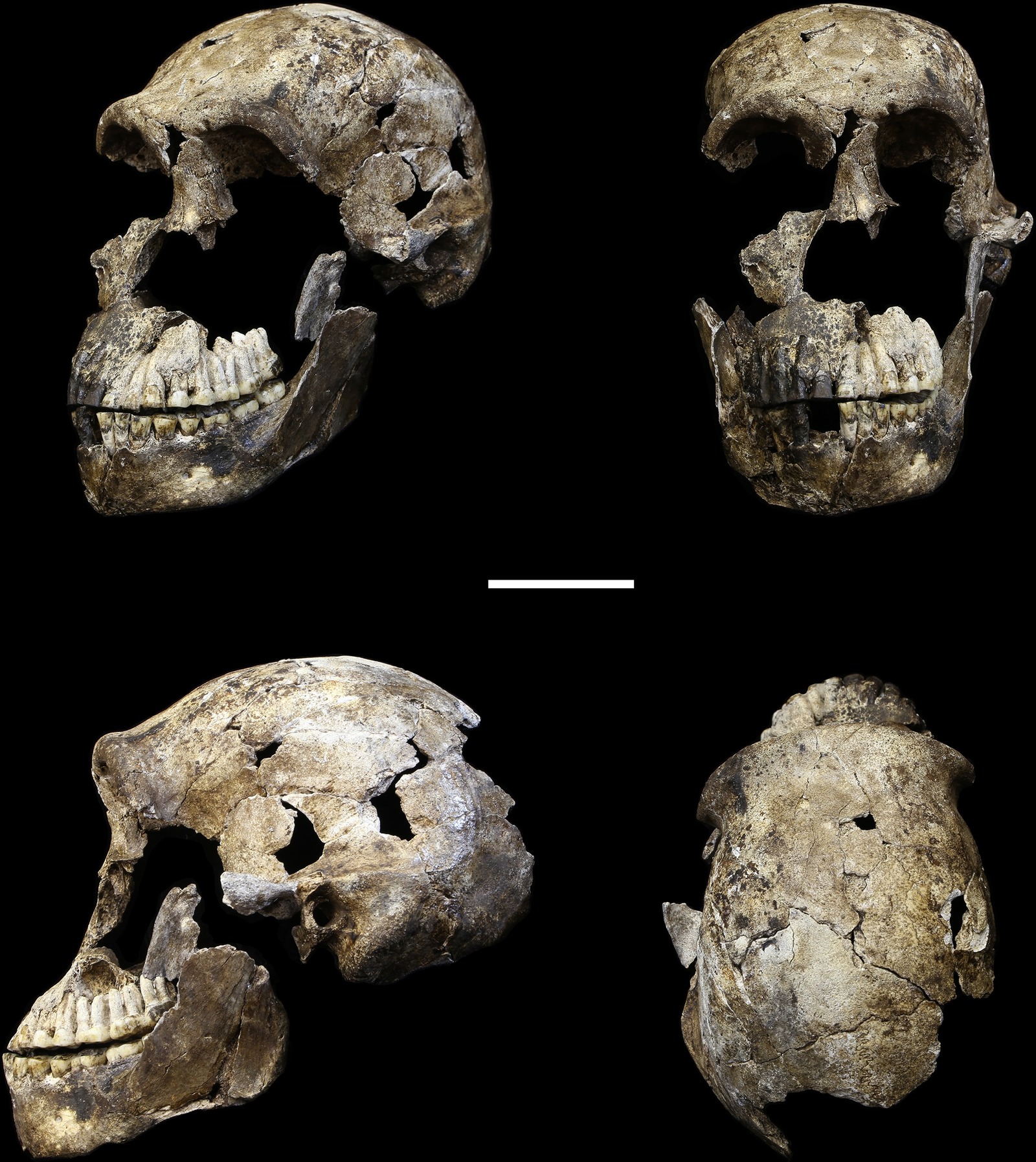 Hot ten of ANTROPOGENES.RU: results of the scientific year - 2017 - My, Anthropogenesis, Results of the year, Anthropology, Archeology, Alexander Sokolov, The science, Video, Longpost