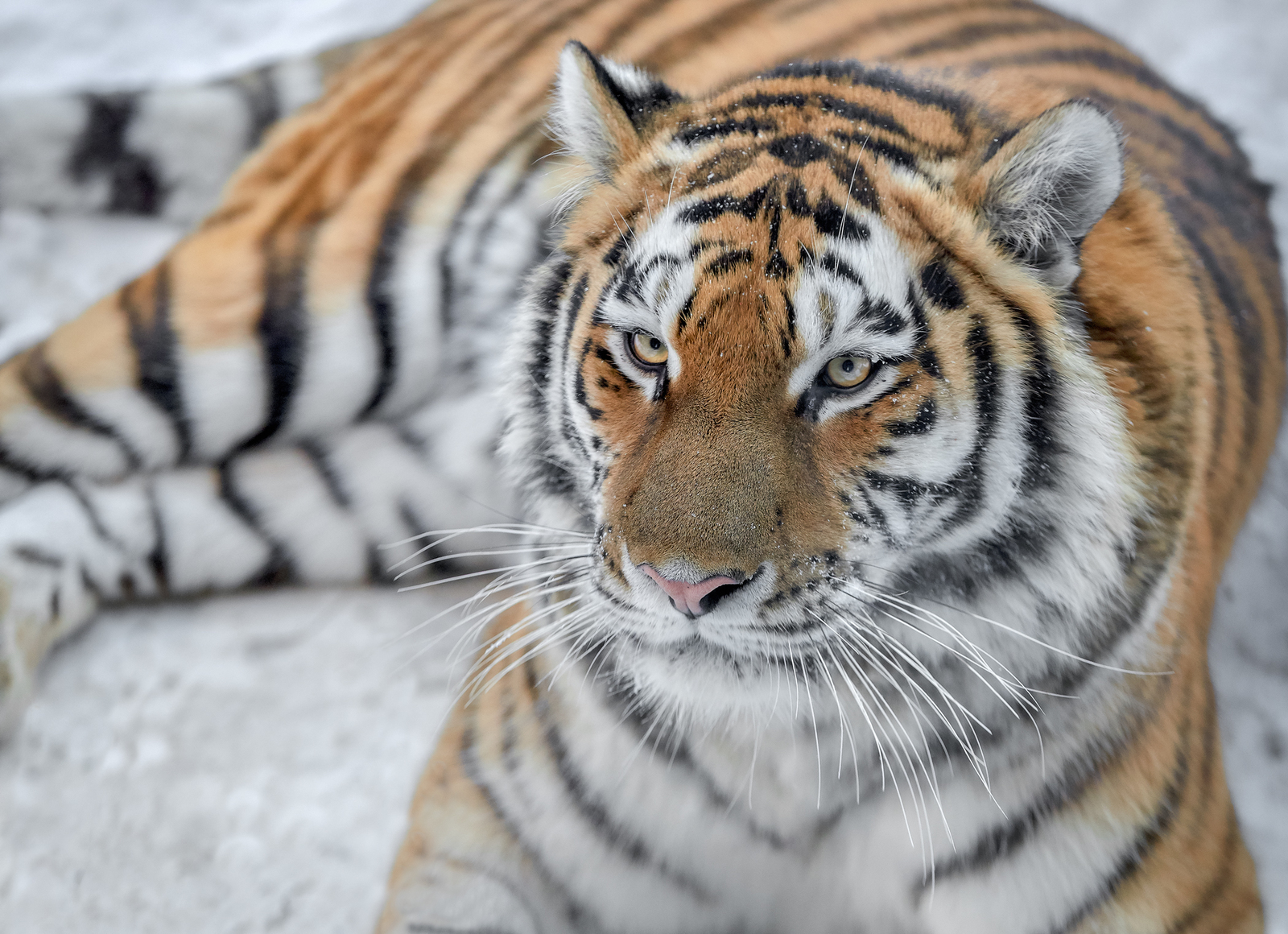 Gorgeous tiger! - The photo, Tiger, The national geographic