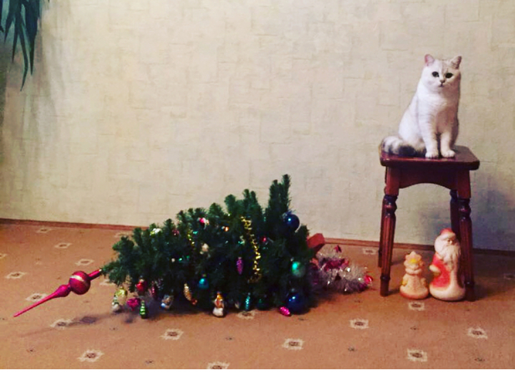 Predictable - cat, Christmas trees, New Year, Not mine, Longpost