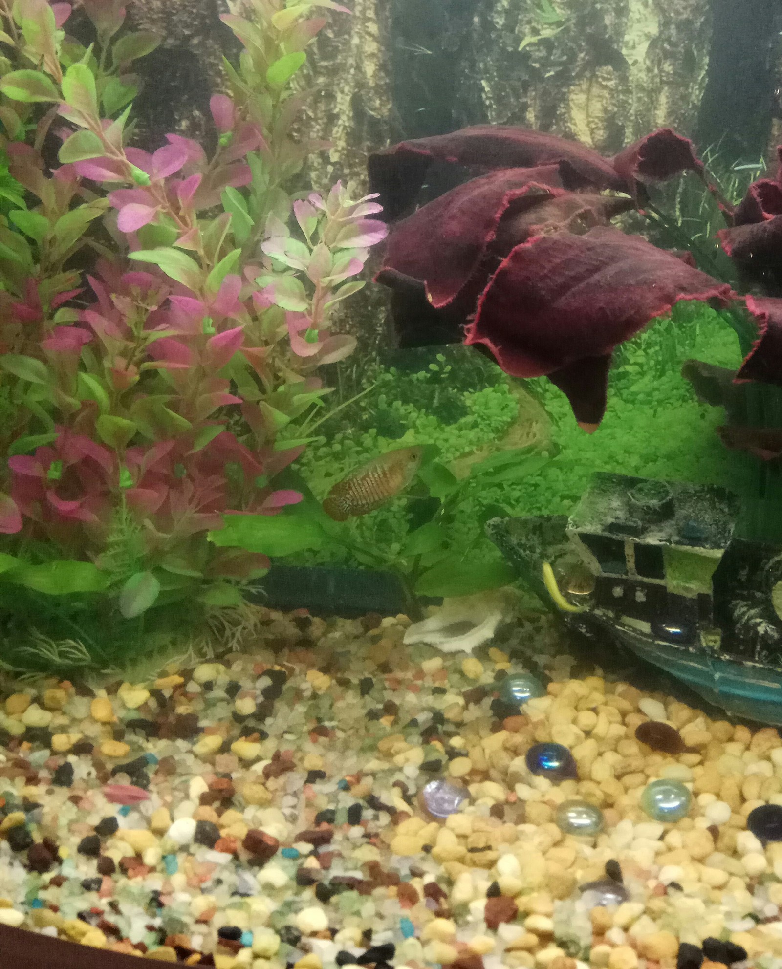 Aquarium Rescue (continued). - My, Aquarium fish, Aquarium, Aquarium, It's a pity, A pity